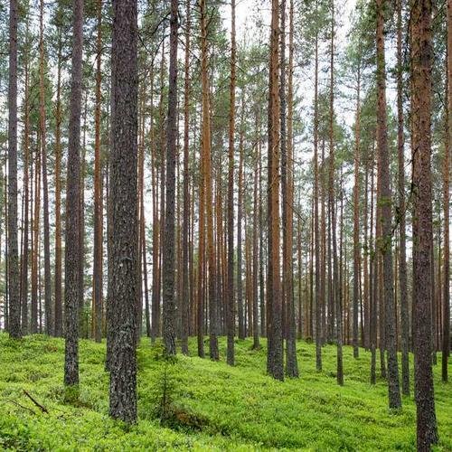 Esimerkki - Python-ohjelmointi aloittelijoille